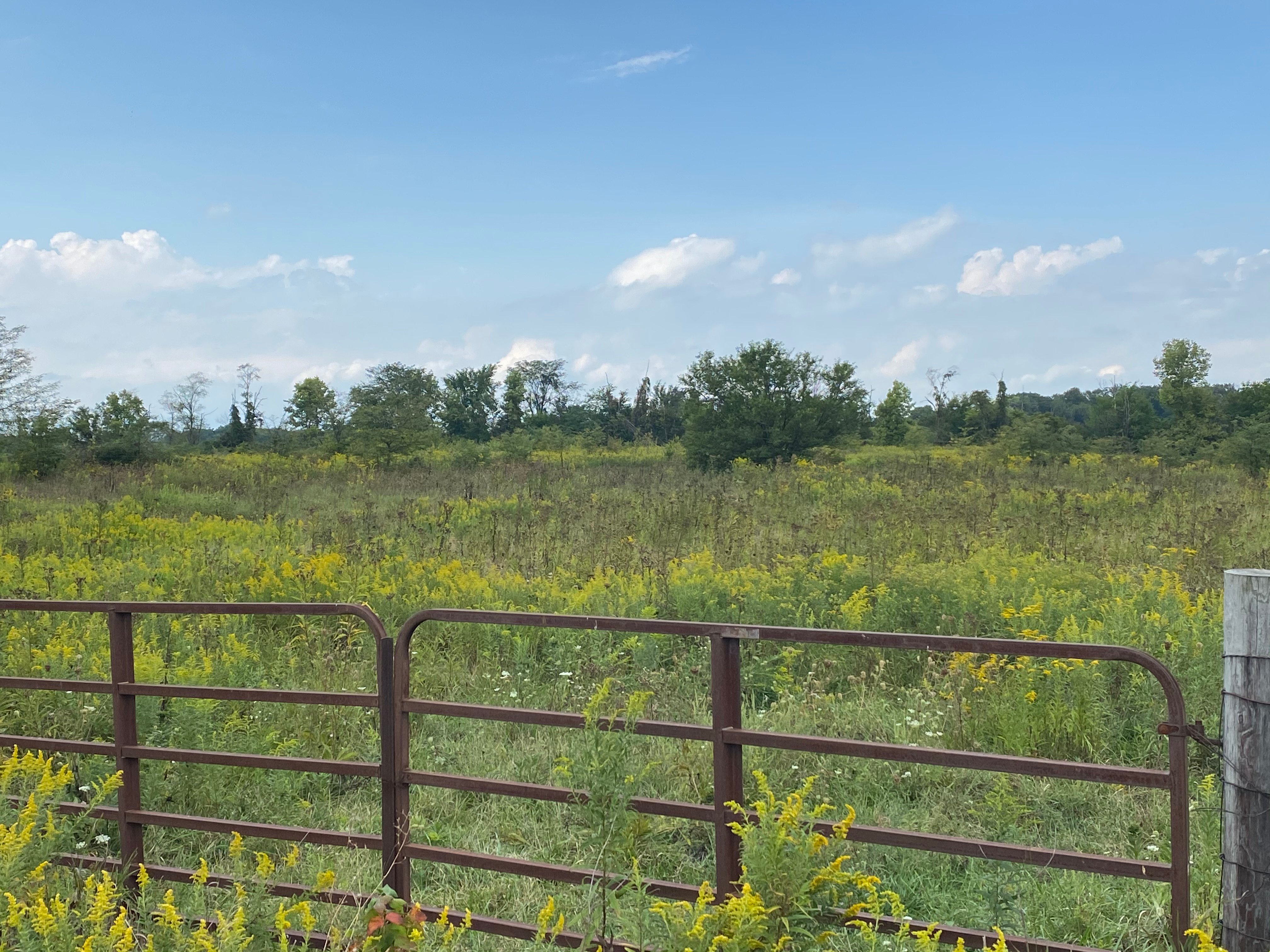 Real Estate Pictures