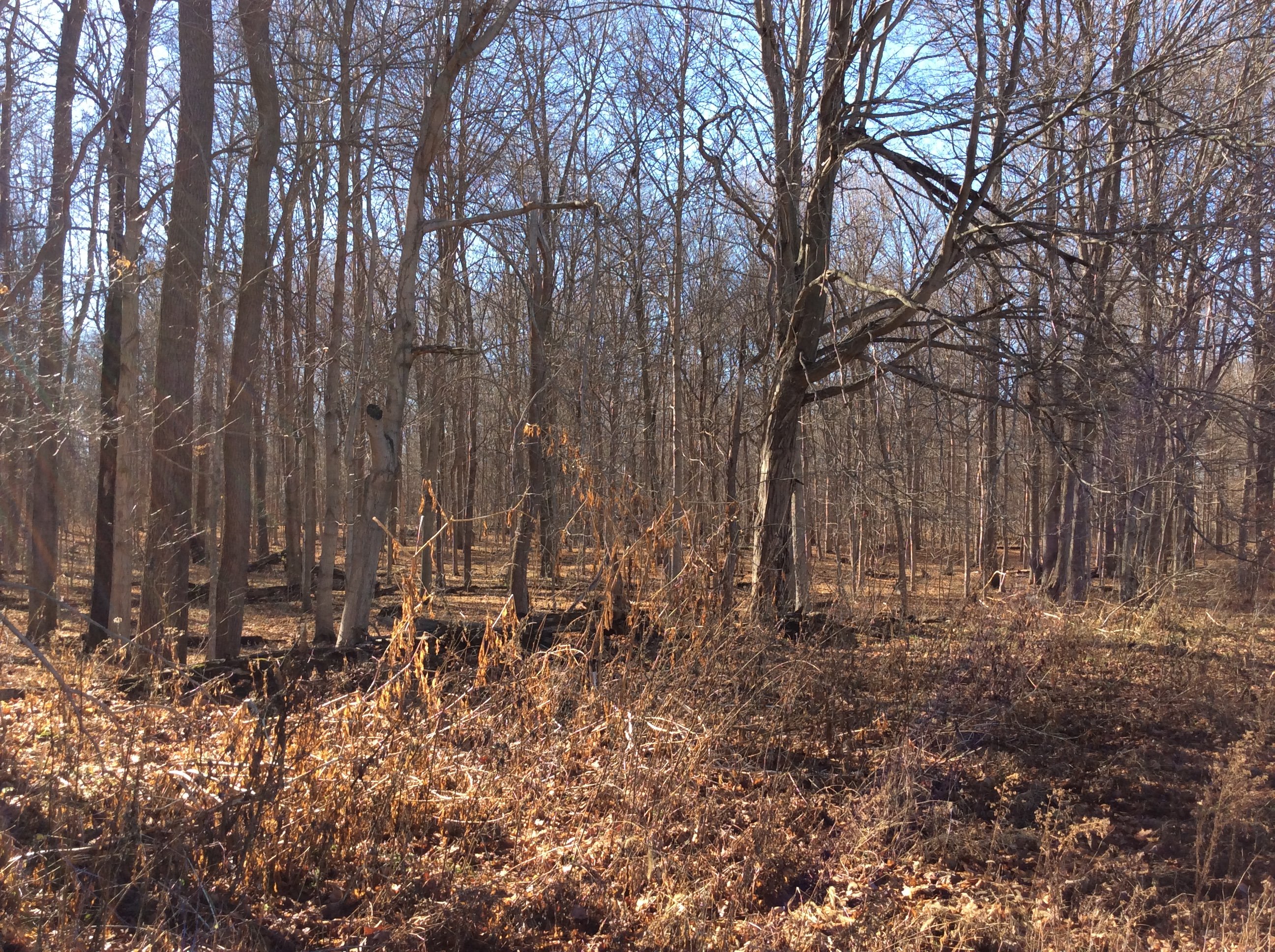 Real Estate Pictures