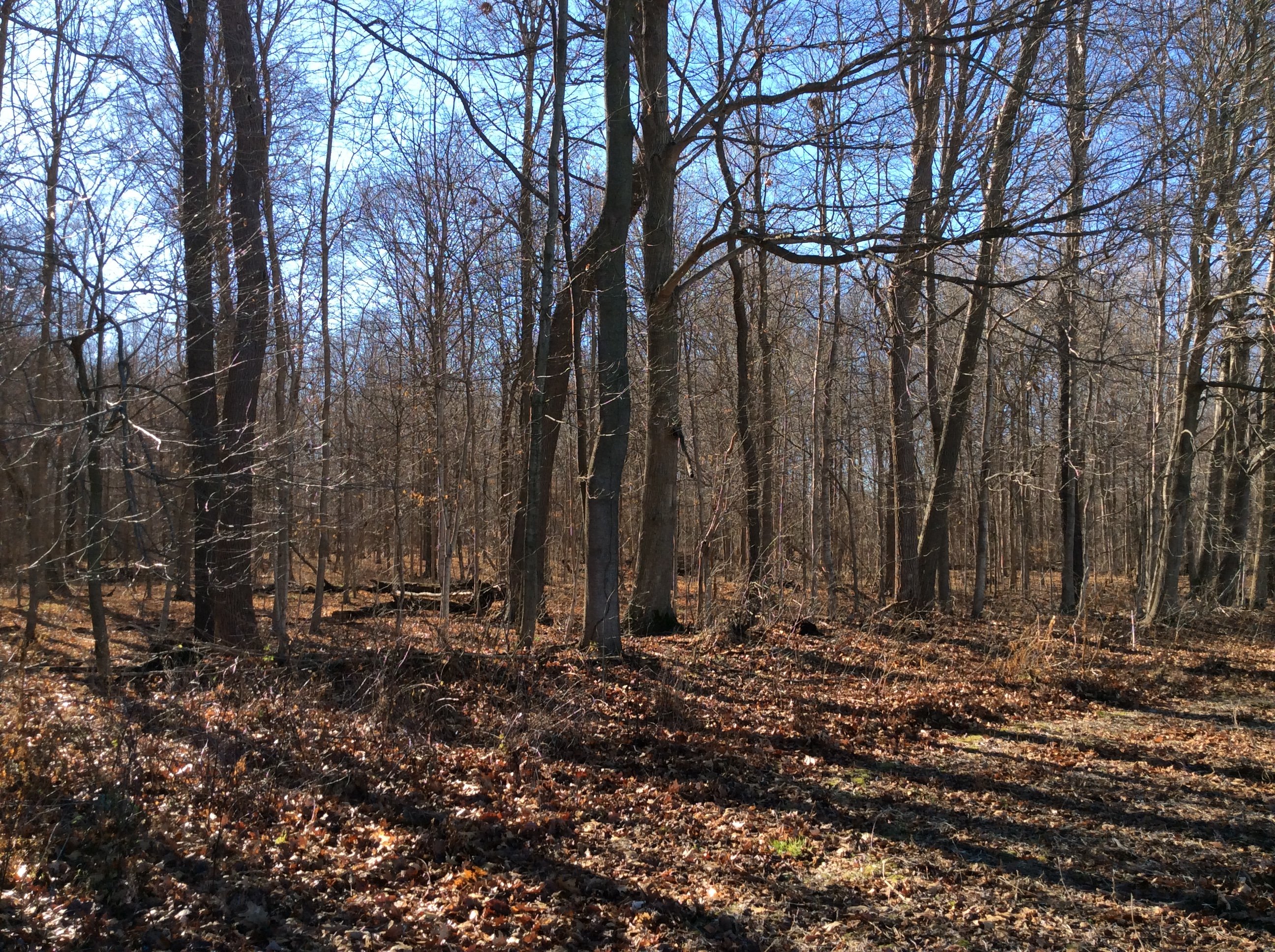 Real Estate Pictures