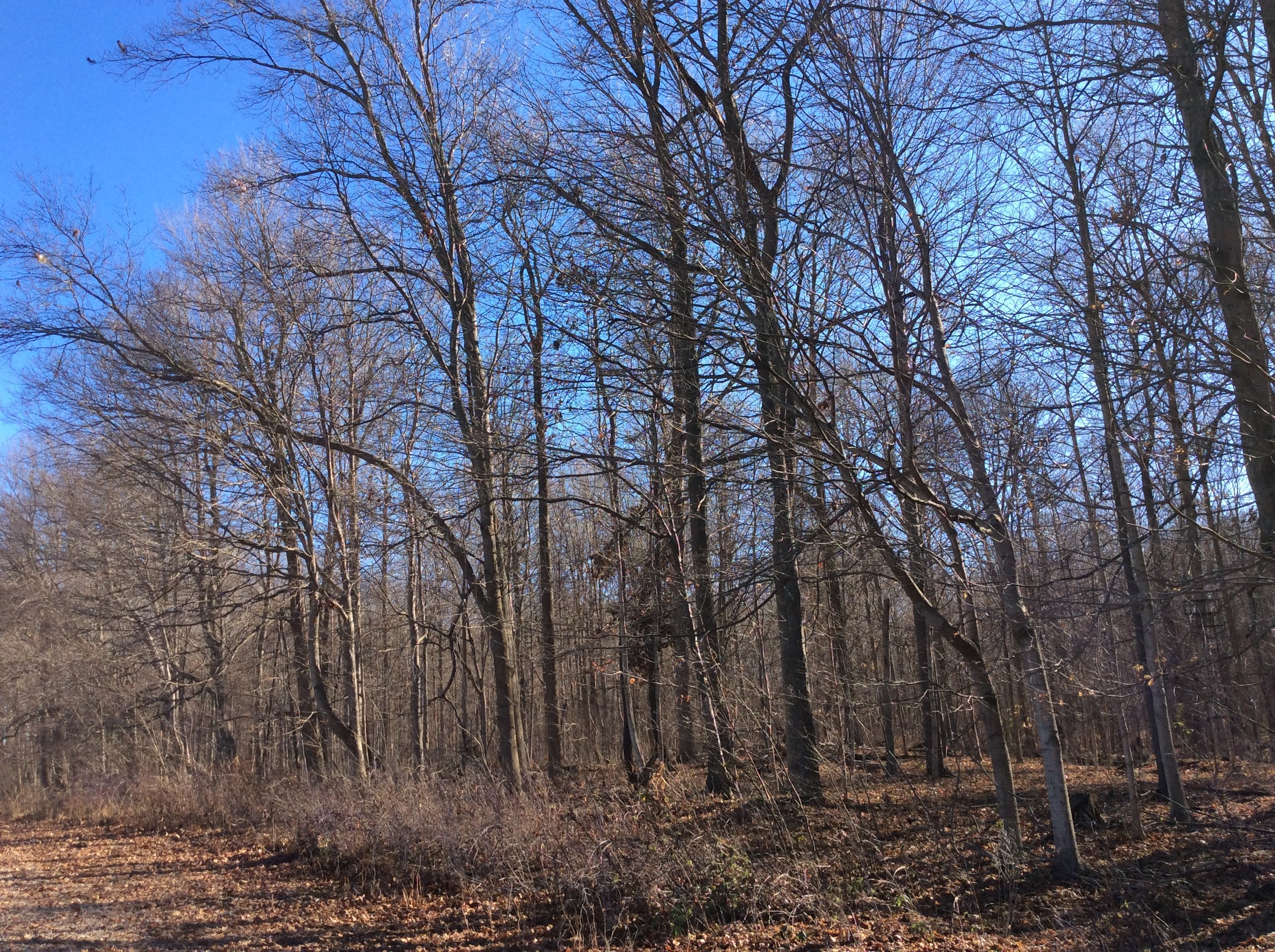 Real Estate Pictures