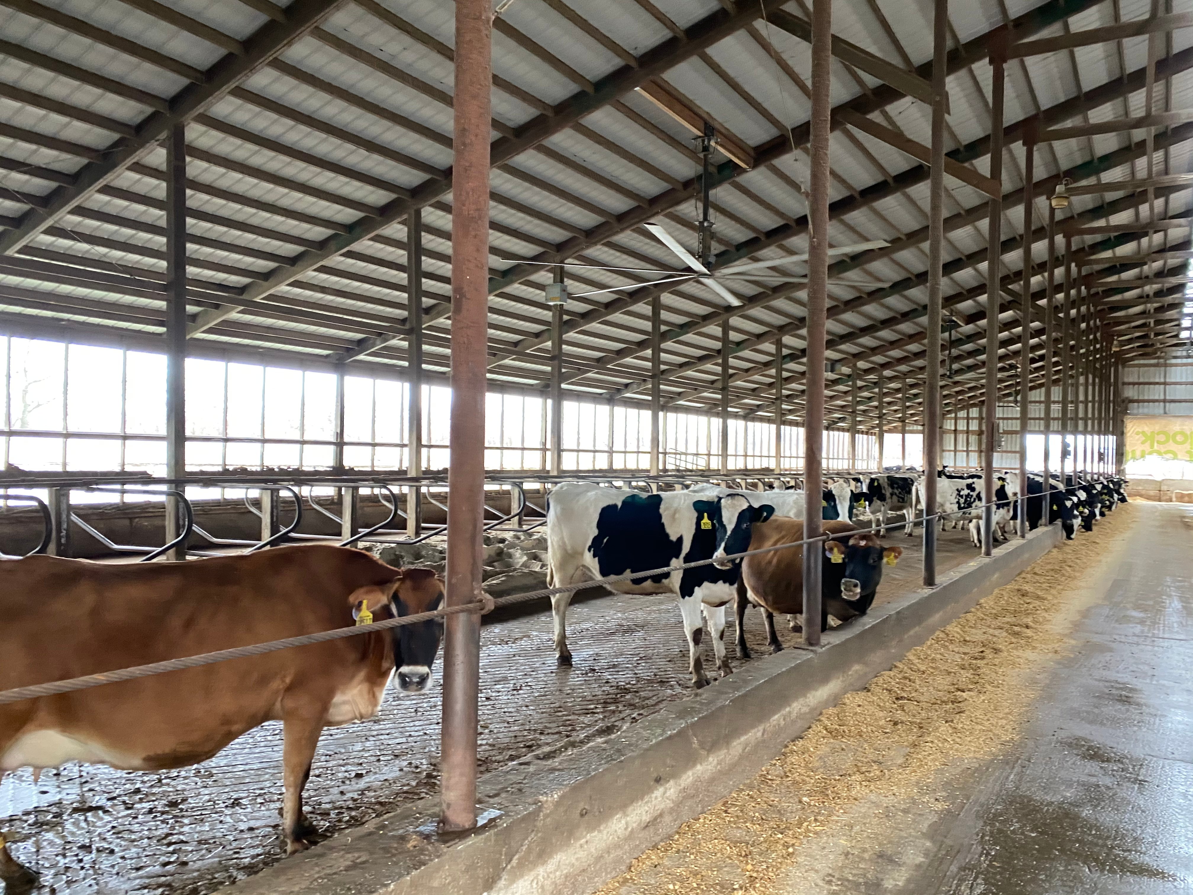 Dairy Facility Pictures