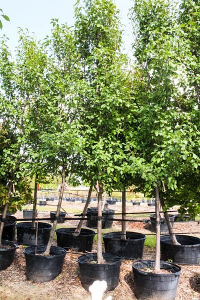 10/5 500+ Trees! Trees! and MORE Trees! 45-300 Gal Containers
