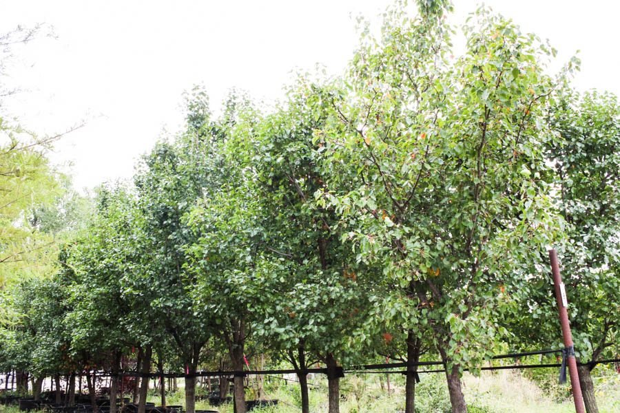 10/12 500+ Trees Garden House Nursery # 2 Enid OK