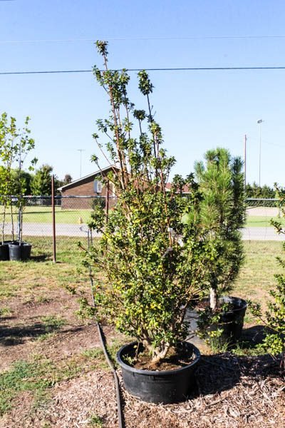 Photo 26