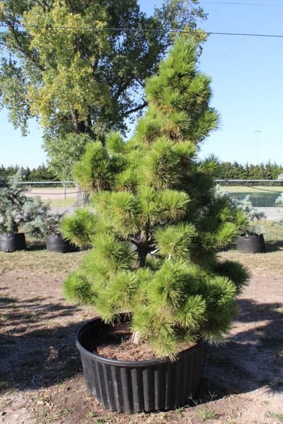 10/20 Garden House Nursery #4 Cypress- Juniper - Pines - Holly - Photinia - Hicks - Buckthorn - Cedars- Hartsman & More
