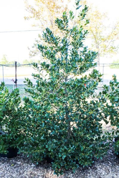 Photo 30