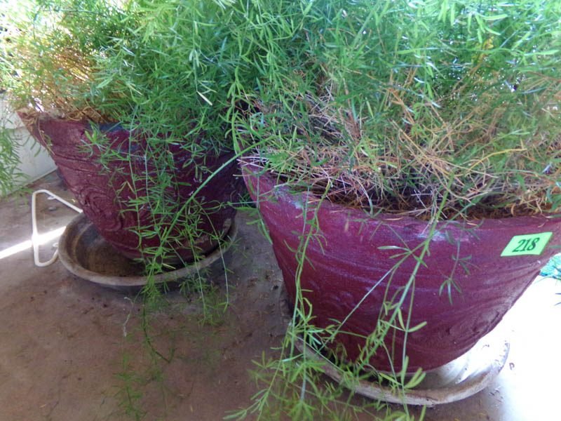 Photo 42