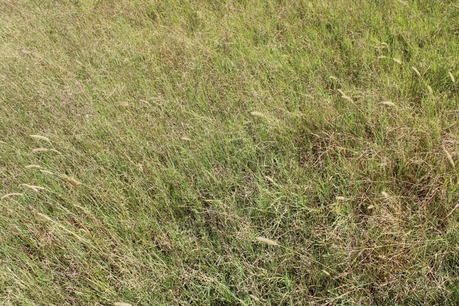 Photo 50