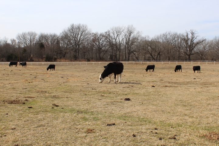 4/11 40-45 head Carlson Ranch Commercial Angus Cow/Calves & Bulls