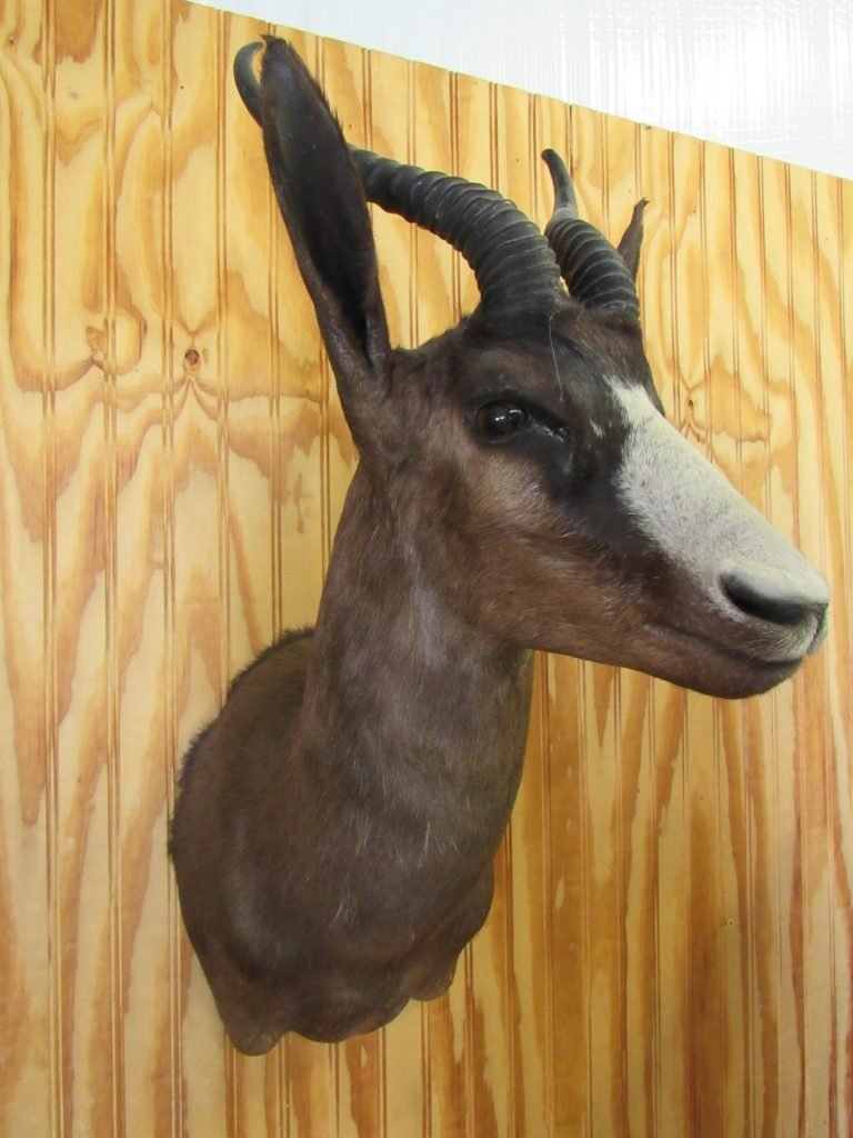 6/6 RARE VINTAGE SHOTGUNS * AFRICAN MOUNTS * WATER BUFFALO * ZEBRA * MONKEY ETC.