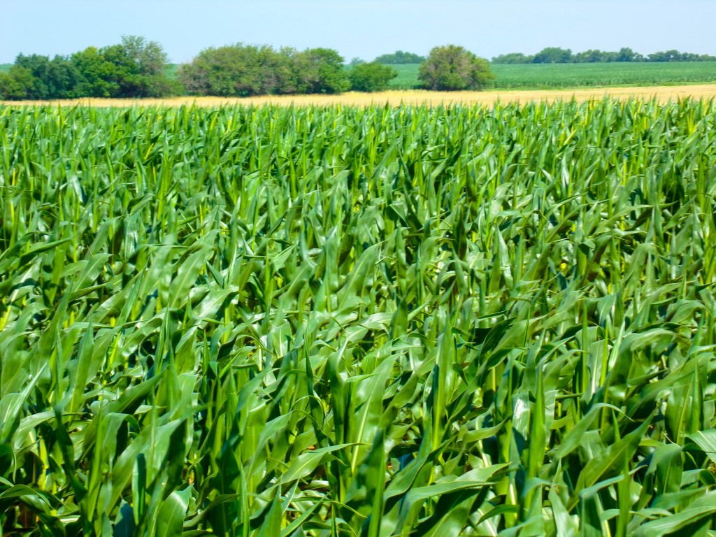 7/28 54± ACRES * GARBER OKLAHOMA * GARFIELD COUNTY * CROPLAND