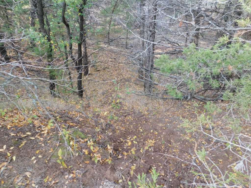 Photo 44