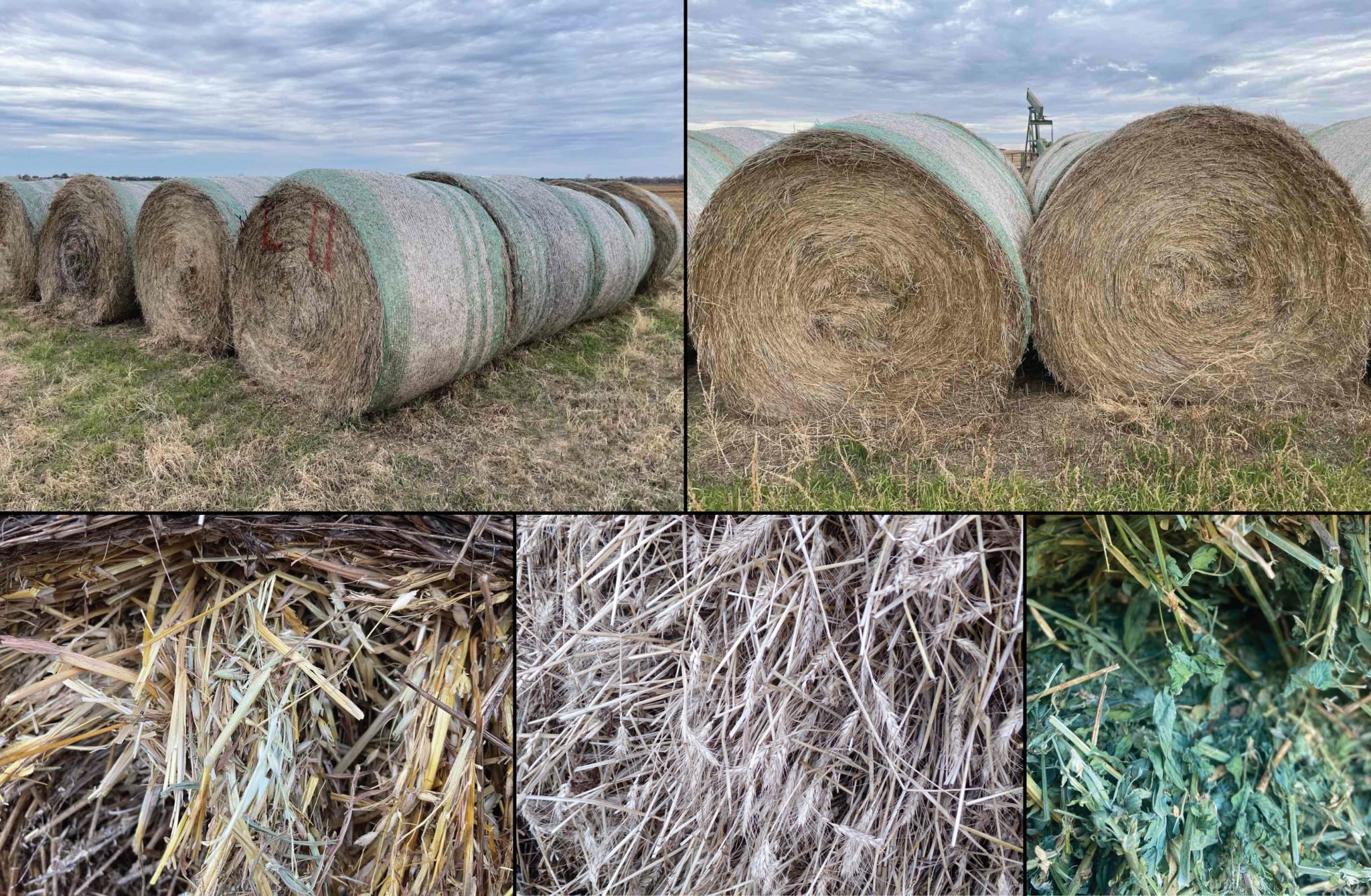 1/2 Alfalfa - Wheat - Bermuda - Oat Hay