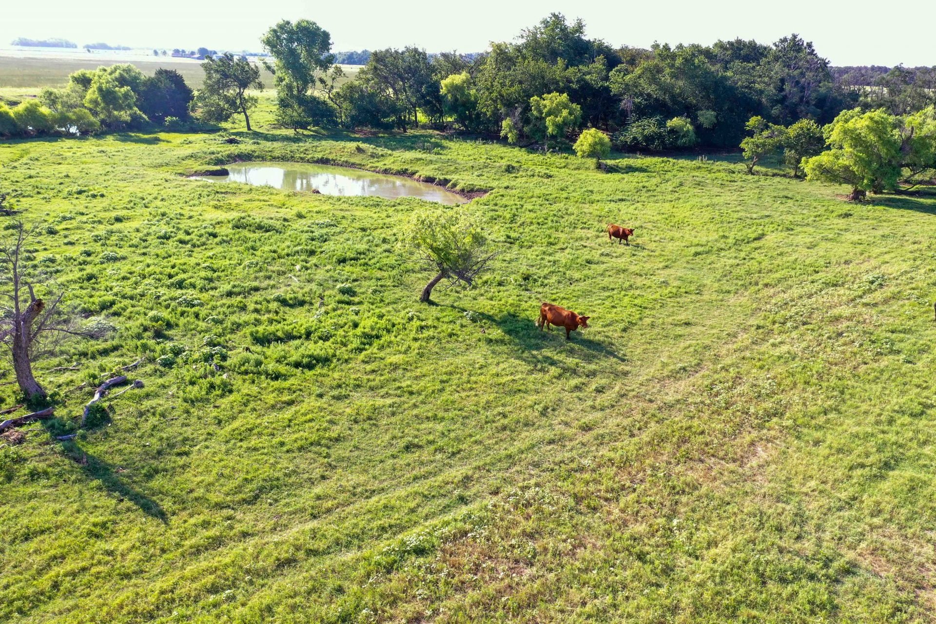 Drone Pics