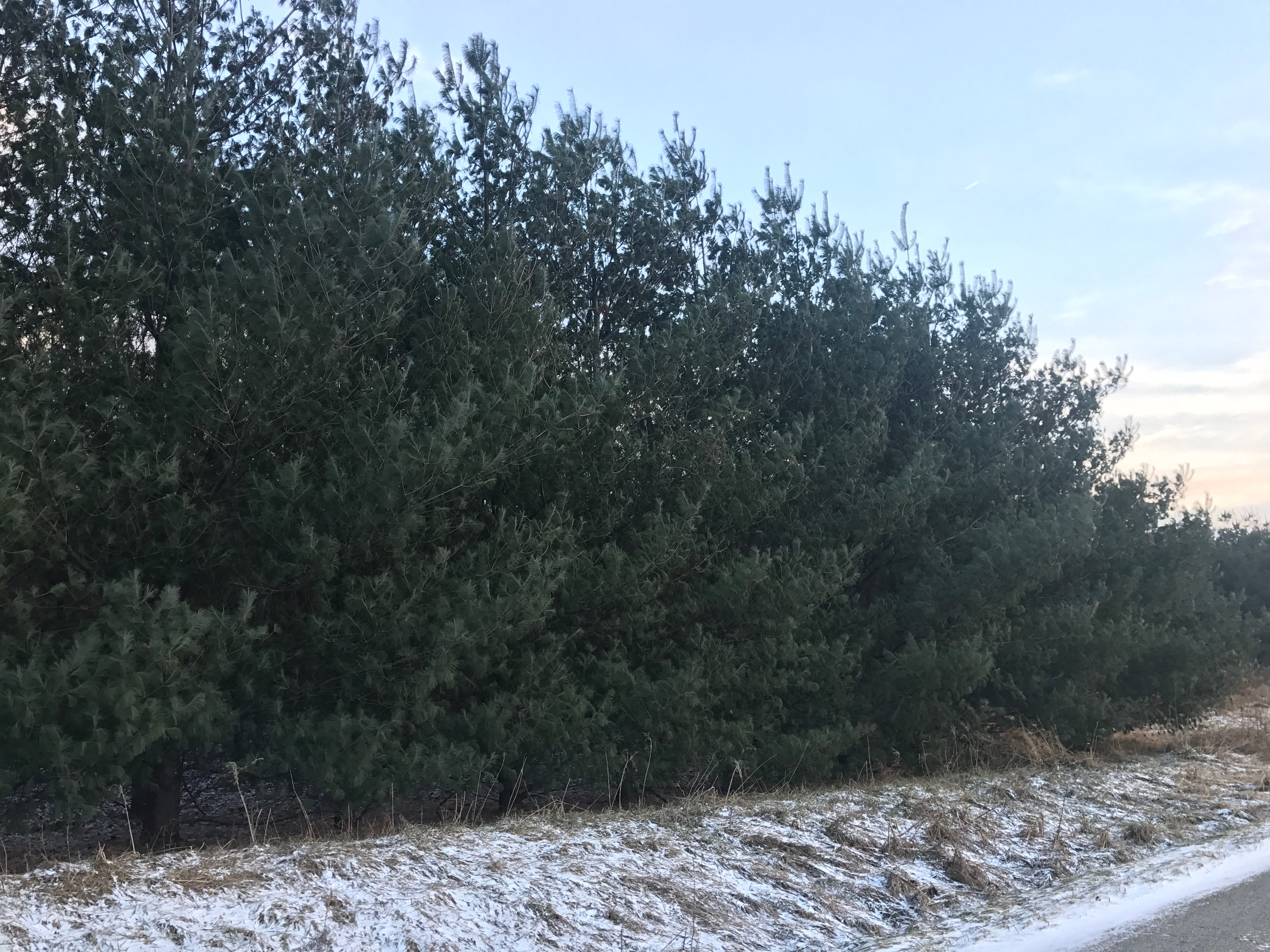 Real Estate Pictures