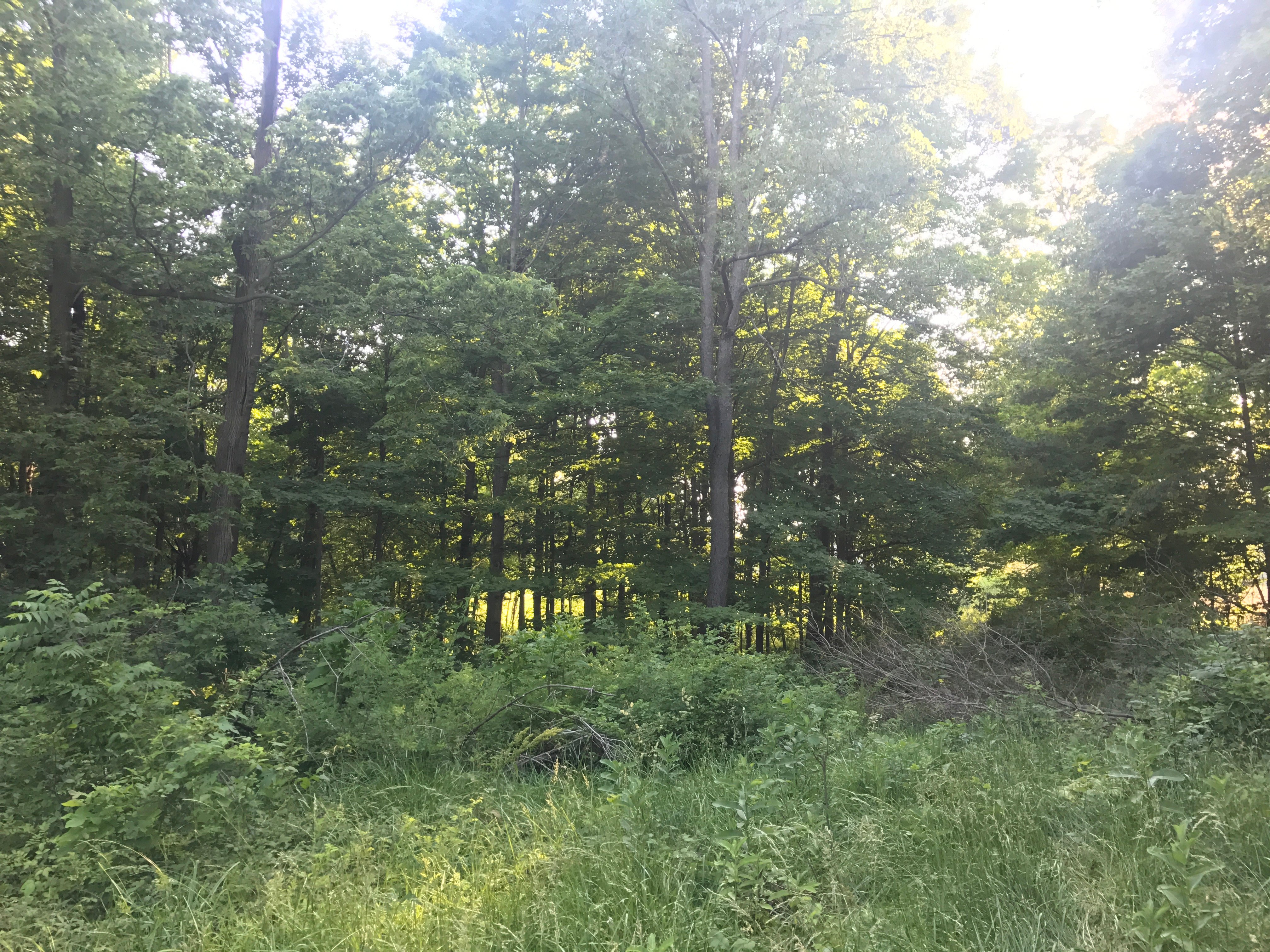 Real Estate Pictures