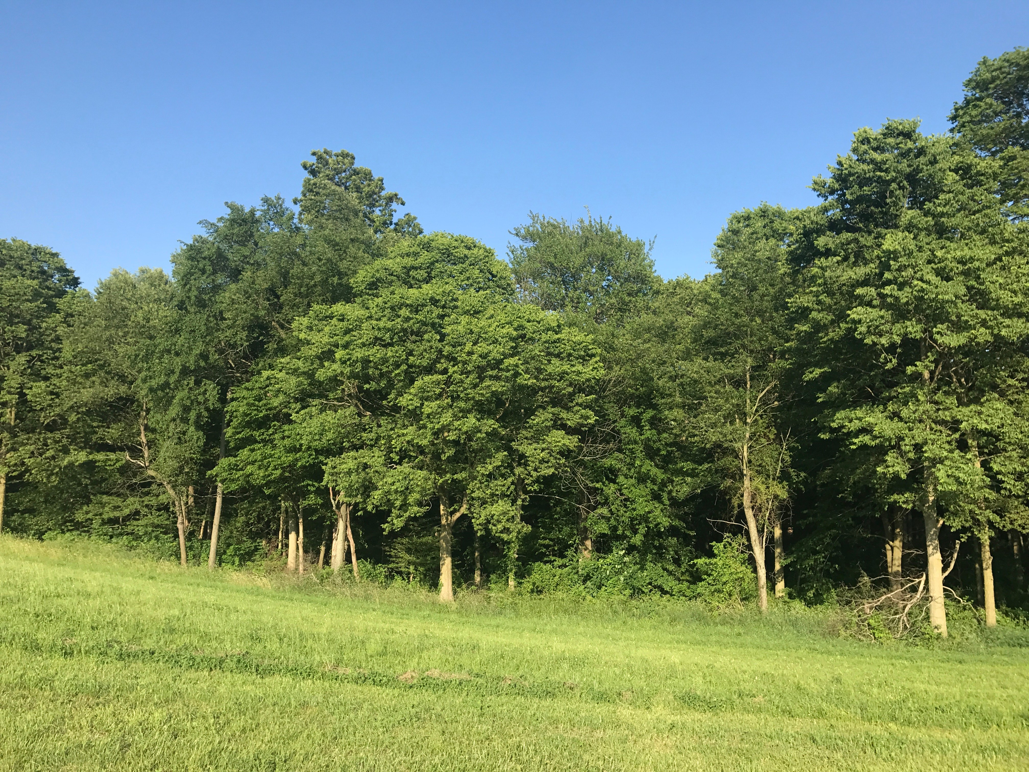 Real Estate Pictures