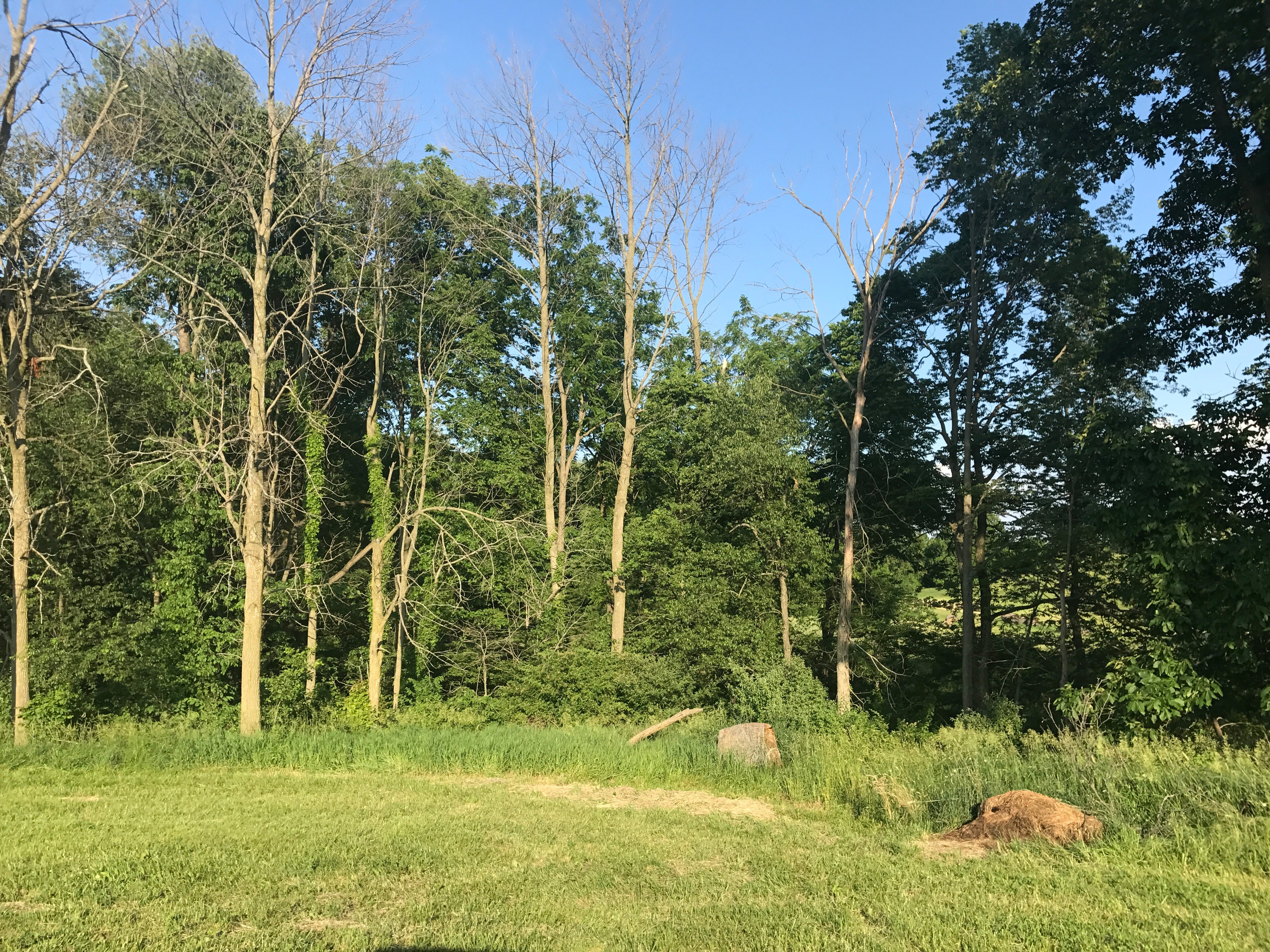 Real Estate Pictures