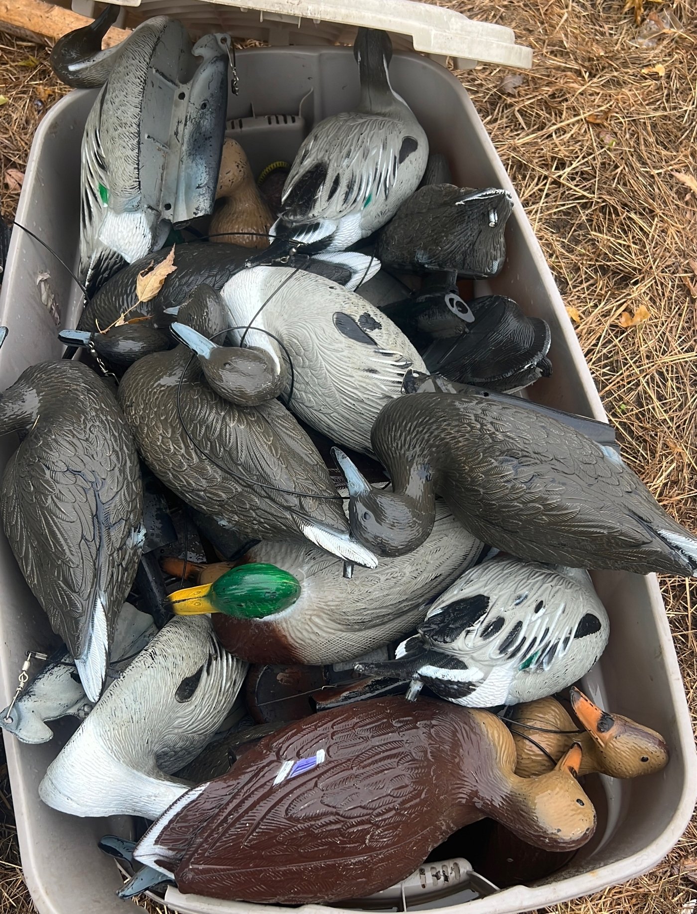 Online Bidding Only!