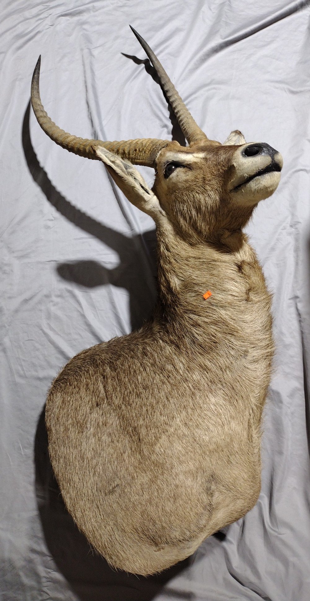 Online Bidding Only!