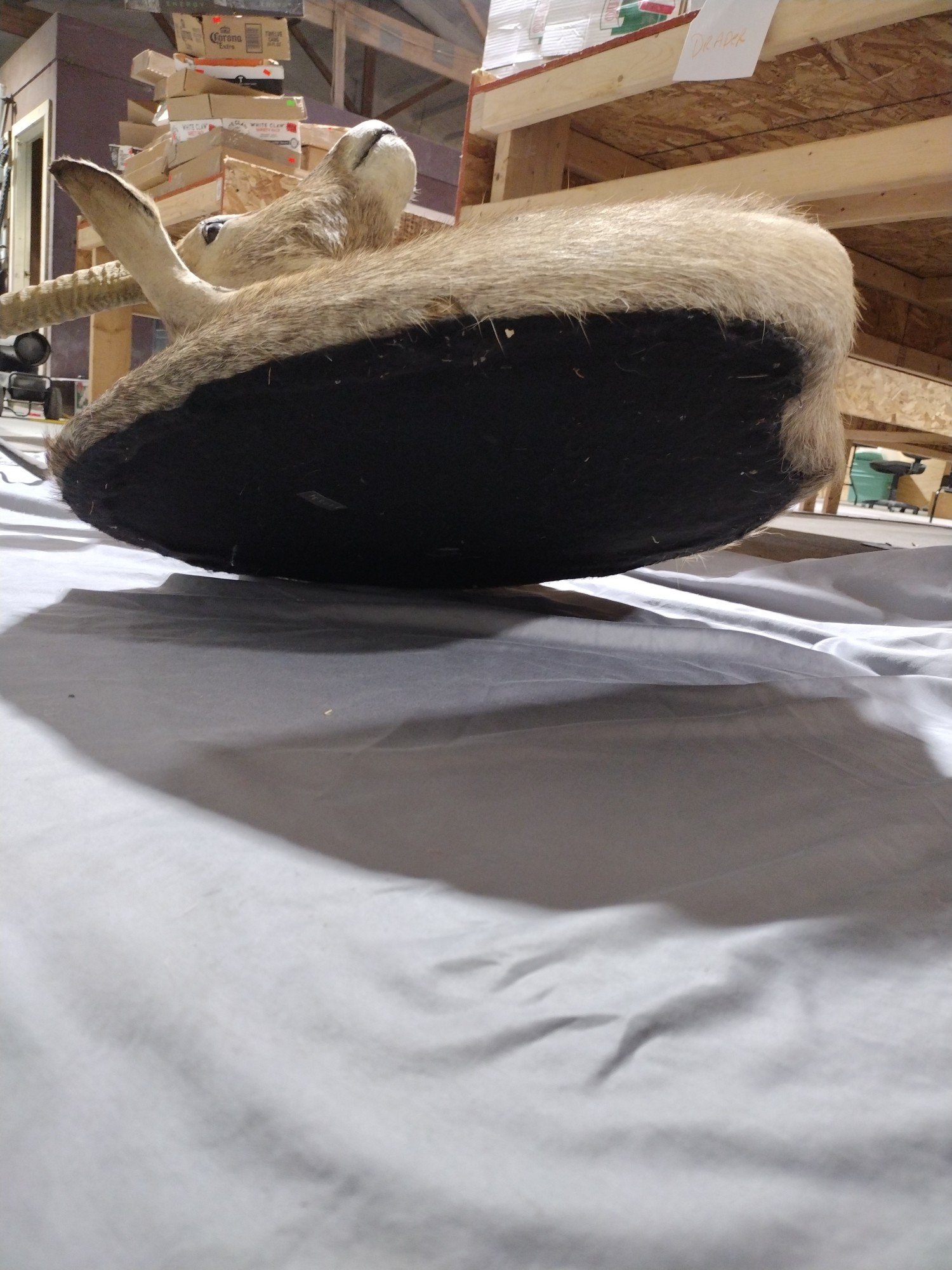 Online Bidding Only!