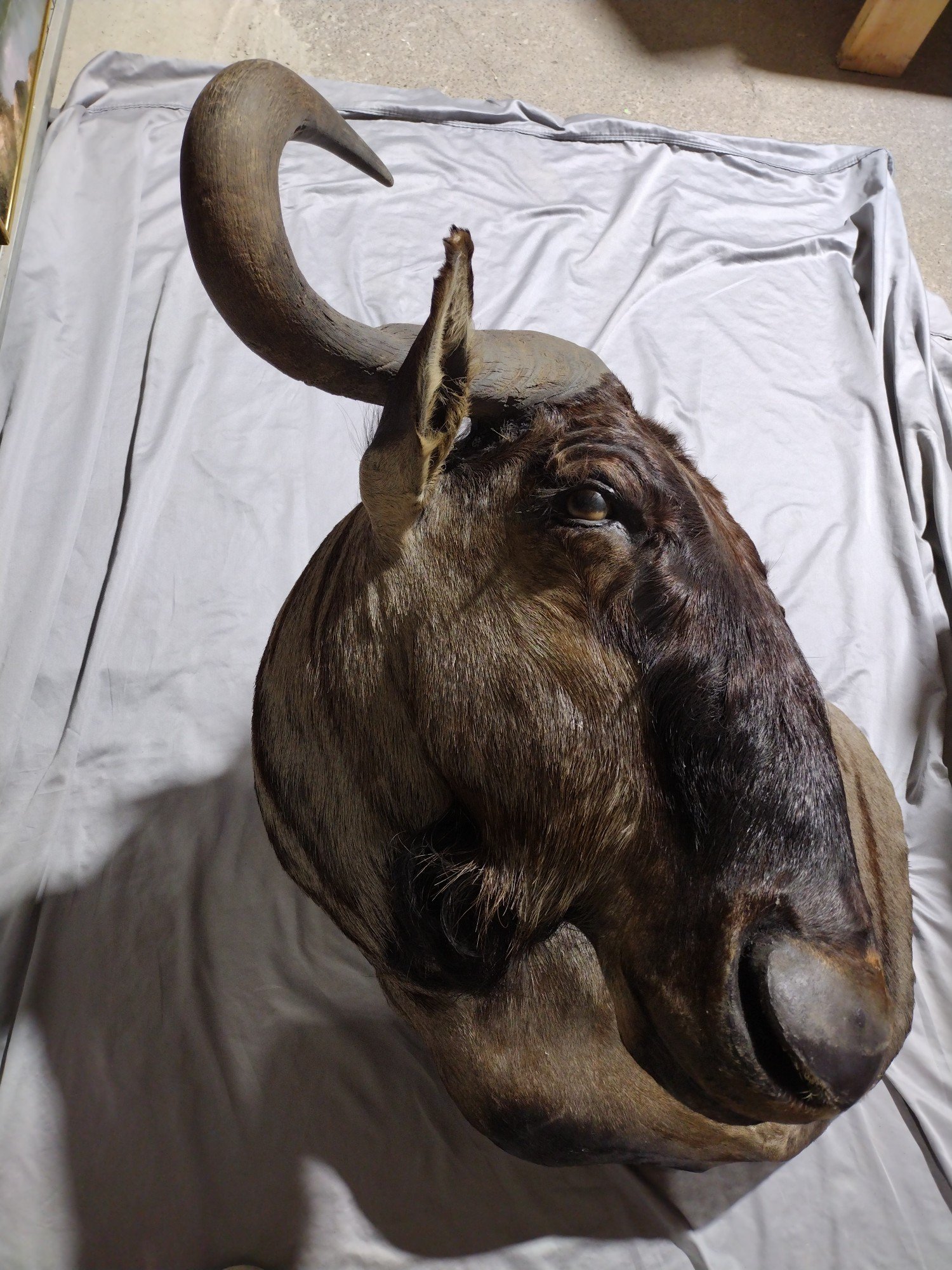 Online Bidding Only!