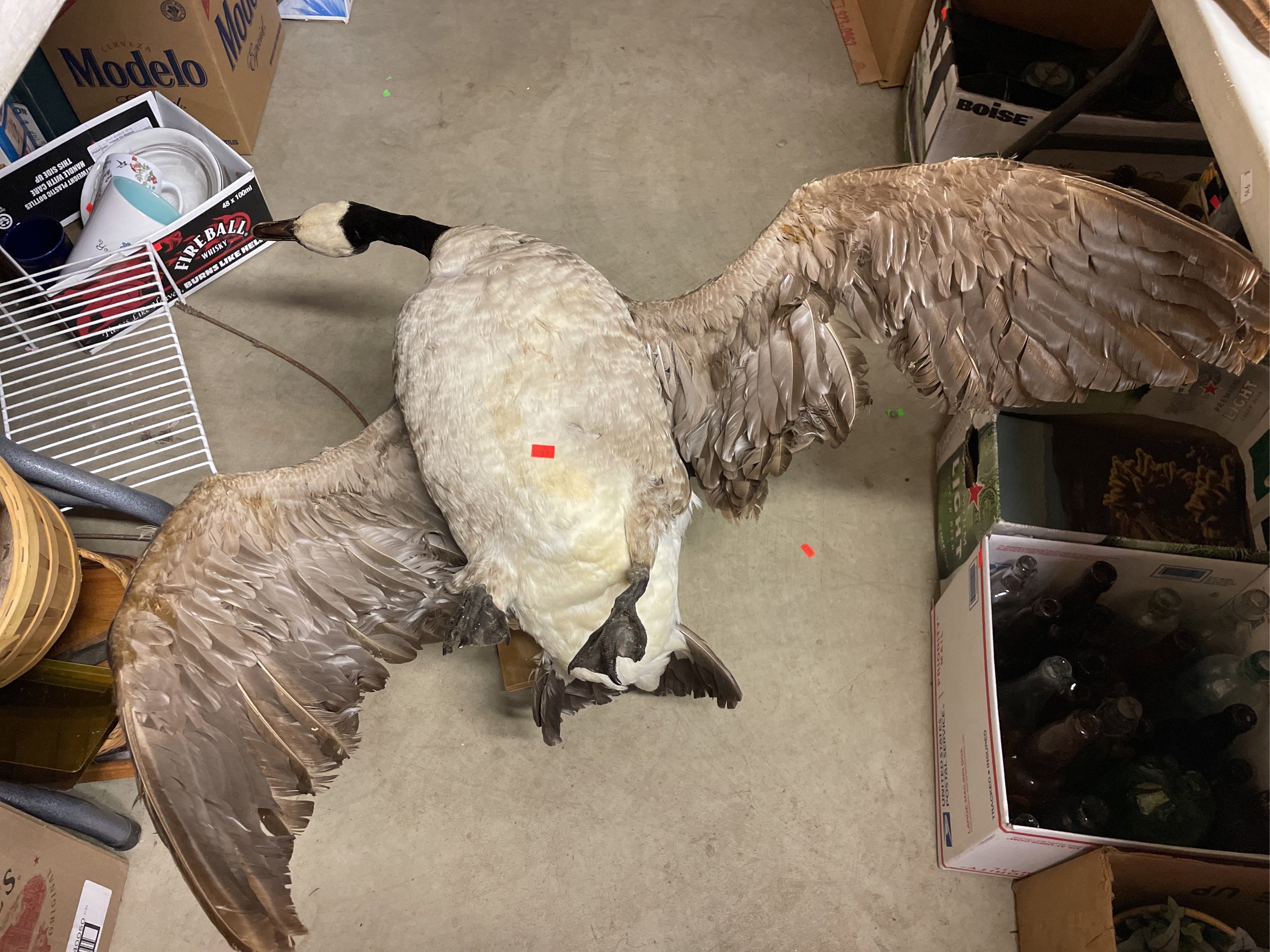 Online Bidding Available!