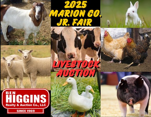 2025 MARION CO. JUNIOR FAIR LIVESTOCK AUCTION