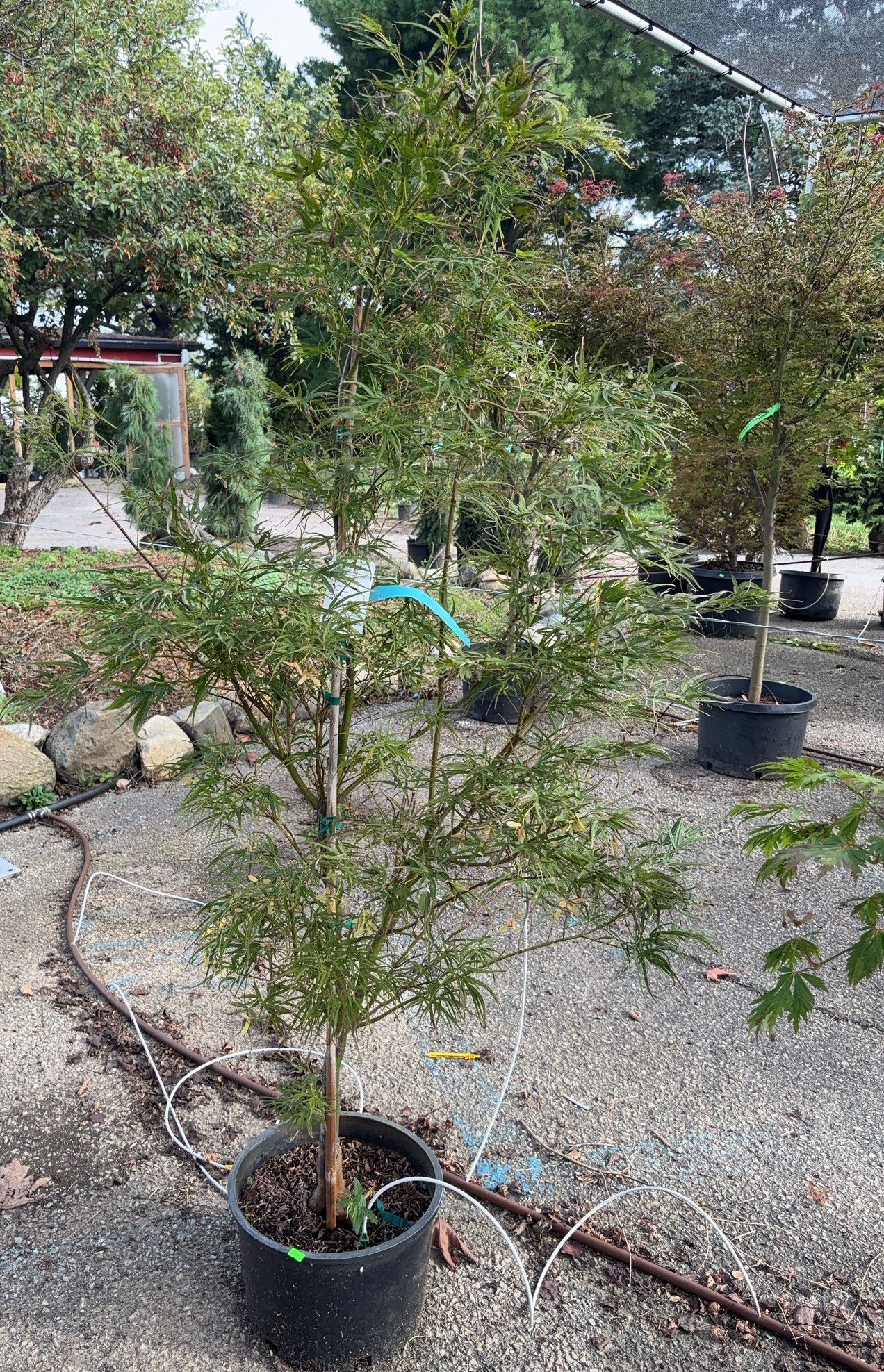 ONLINE BIDDING ONLY