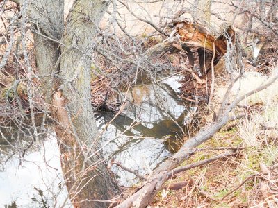 Photo 44