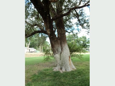 Photo 41